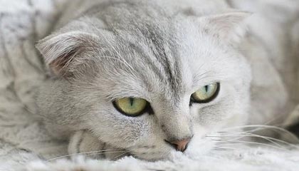 开云app下载教程-国际热身赛国家队惨败 球迷反思战术问题，2021国际热身赛赛程